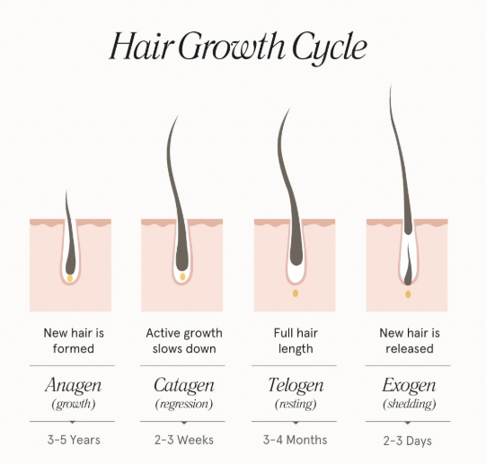 The Hair Growth Cycle